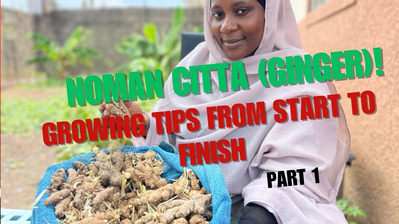 Sirrin Noman Citta (Ginger Farming): Yadda ake Shukata don Samun Amfani mai Yawa 🌿🔥#gudulleyfarms