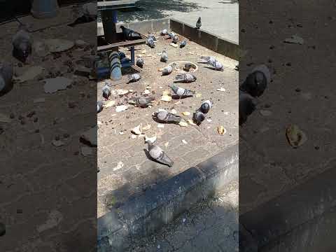 طيور جميلة تأكل الخبز وتطير حيوانات اطفال طيور عصافير طبيعة حديقة حديثة الطيور Kids çocuk