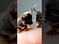 Two miniature puppies on a finger tip, kissing.