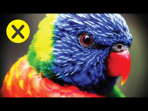 Video: Los 10 Animales Más Inteligentes Del Planeta