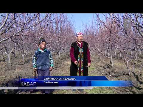 Video: Париждеги тигинен багбанчылык: жаңы чечим