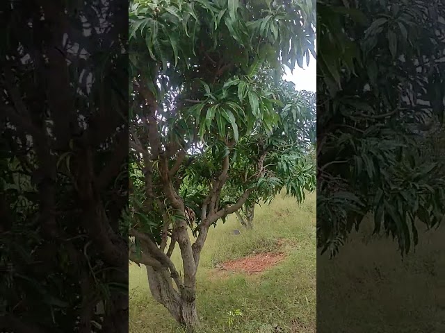 Tree014