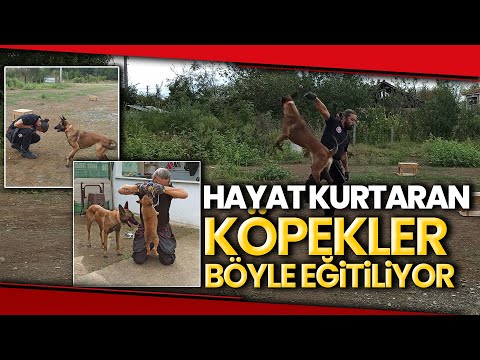 Video: Beagle Köpek Kurtarıldı Köpekler İnsanlara Güven Nasıl Öğretir