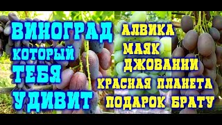 СОРТА КОТОРЫЕ ВАС УДИВЯТ