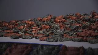 Ai Weiwei Installation