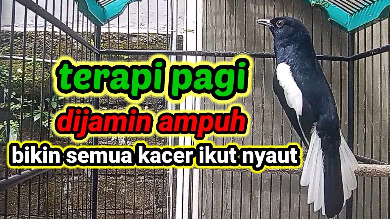 terapi pagi dijamin ampuh bikin kacer bahan cepat bunyi dan gacor bikin nyaut semua jenis kacer