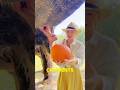 Will she bite it or step on it ?? #elephant #animal #SelfElephant #ElephantEatingPumpkin ￼