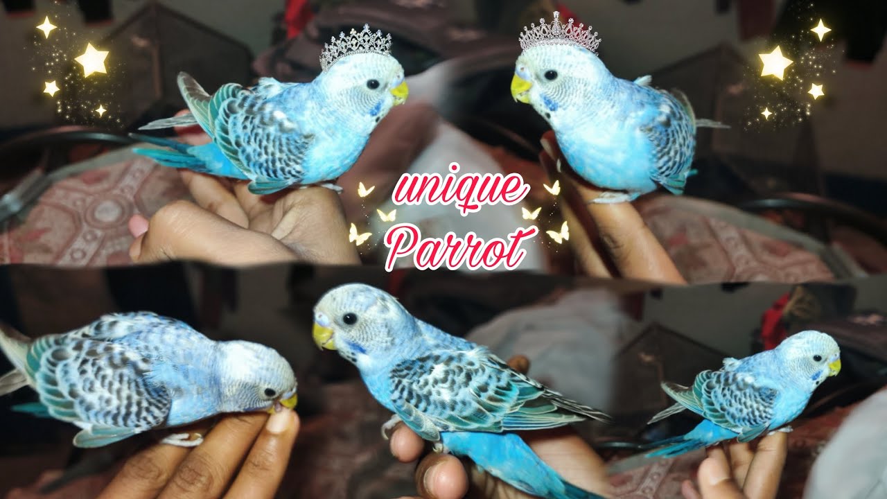 Queen Baby Budgies Training 🤩🐦 baby budgies ko hand drain karana ...