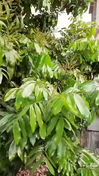 Chetla Kali Pujo 3 March 2020