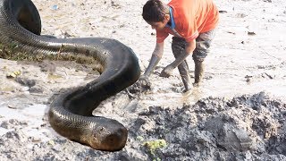 Amazing Children Catch Water Snake With Hand In Ponds | Cambodian Kids Catch Water Snake 2017