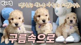 (방구커플)강아지 분양 브이로그, 새로운 가족을 소개합니다🐶 환영해 구름아☁️ by 구름속으로 395 views 2 months ago 4 minutes, 12 seconds