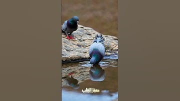وَكُلَّ إِنْسَانٍ أَلْزَمْنَاهُ طَائِرَهُ فِي عُنُقِهِ | سورة الاسراء ١٣