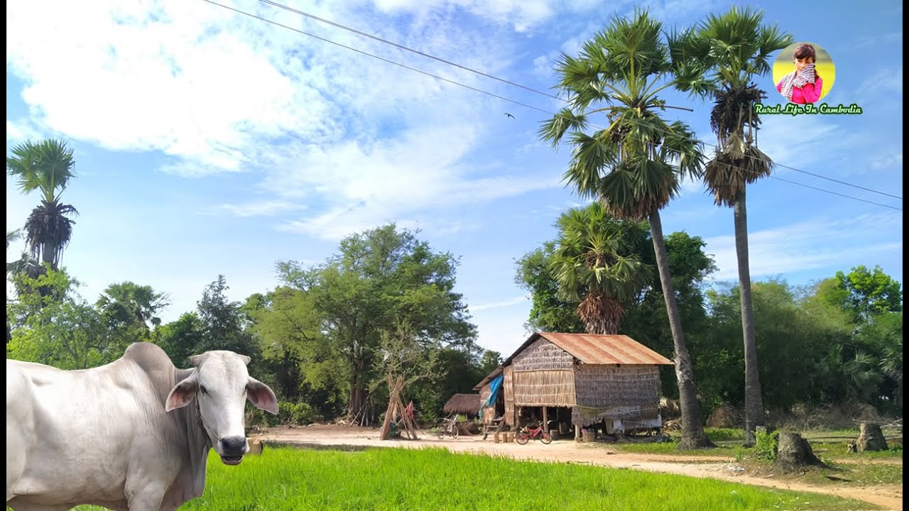 Rural life Activity Rural life In Cambodia EP1 YouTube