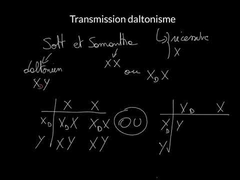 Vidéo: Quel est le génotype d'un daltonien ?