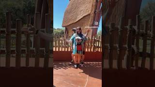 Savannah shenanigans | Animal Kingdom Lodge #animalkingdomlodge #funnycouple #disneycouple