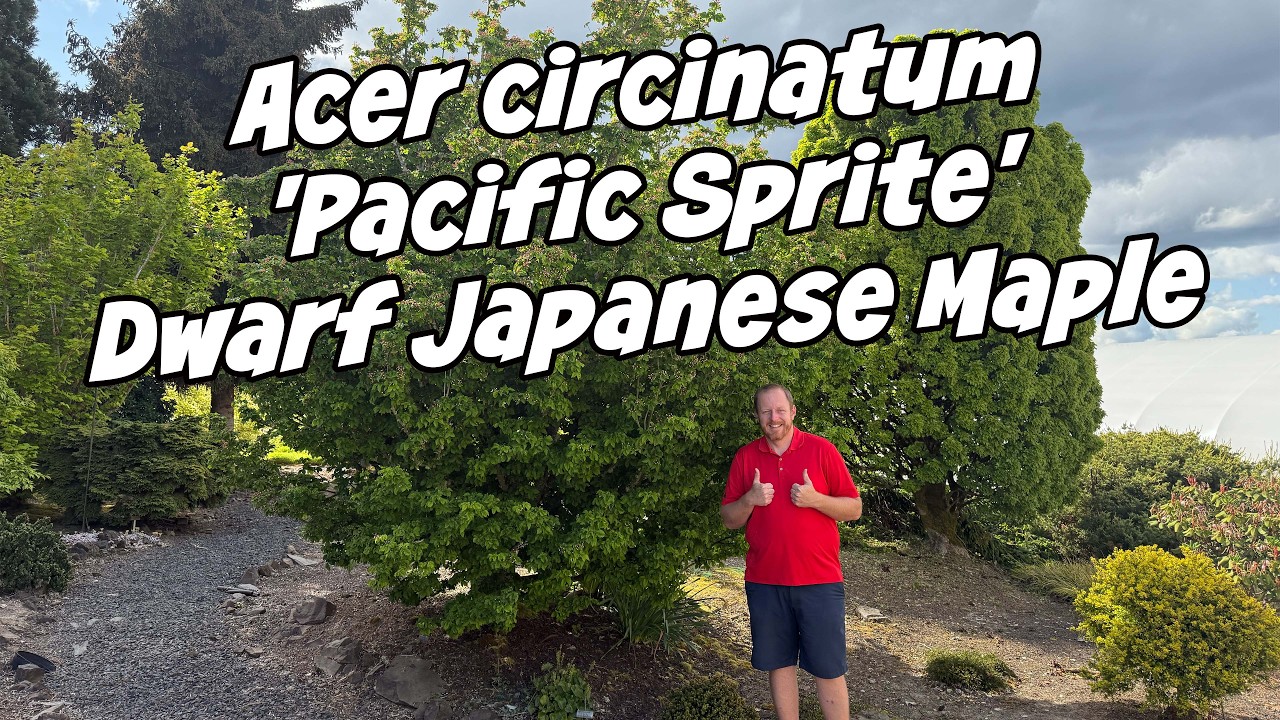 Acer circinatum 'Pacific Sprite' Dwarf Japanese Maple Cultivar
