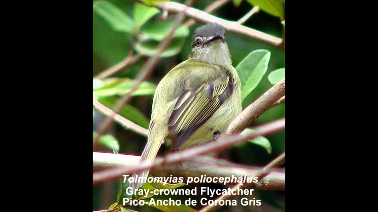 Gray-crowned Flycatcher 