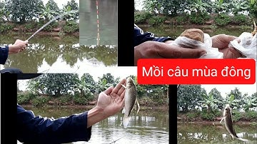 Mồi câu cá chép, diếc mùa đông