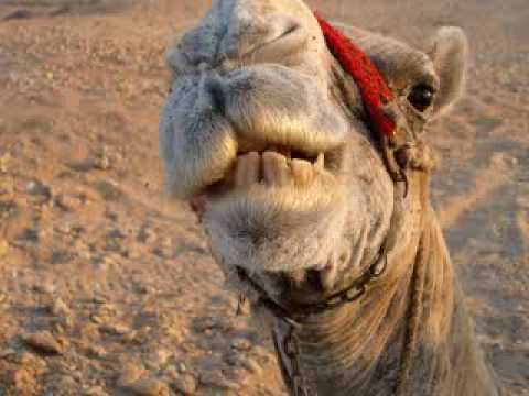 Video: Guruji, Bogovi In kamele: Beležke Znotraj Slik - Matador Network