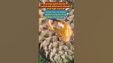 Ketika kalah cepat dari tupai #viralvideo #durian #militer