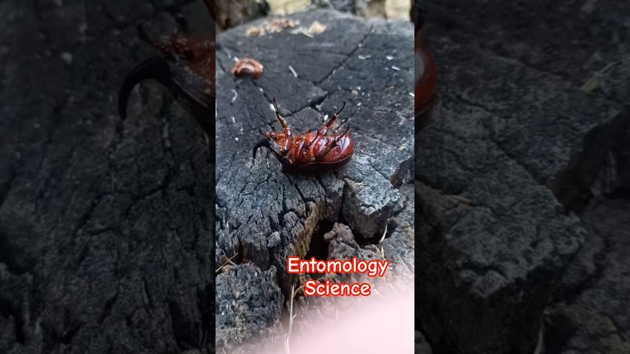 WHY IS RHYNO BEETLE, LAYING ON ITS BACK? WHAT HAPPENED WITH BEETLE, Oryctes nascornis? ЖУК НОСОРОГ