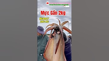 Câu mực ở Úc: Cảnh kéo mực lên bờ p5 con mực gần 2kg #jettyfishing #fishing #squidfishing