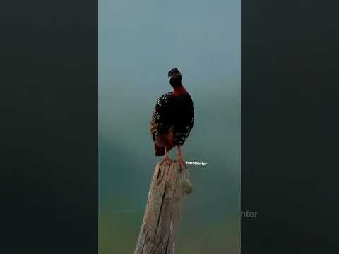 صوت طائر الدراج الحجل