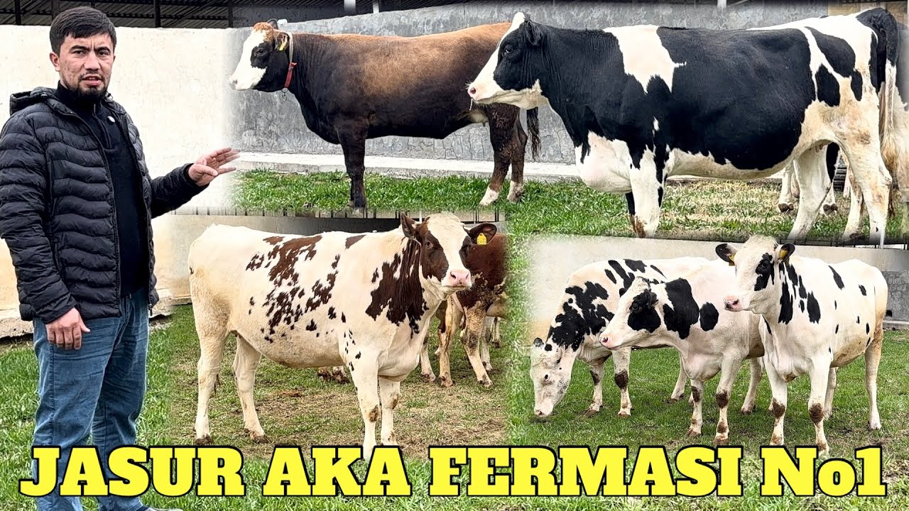 JASUR AKA GIGANT TONNALIK BIRINCHI QORINGA BO’G’OZ G’UNAJINLARI SOTILADI