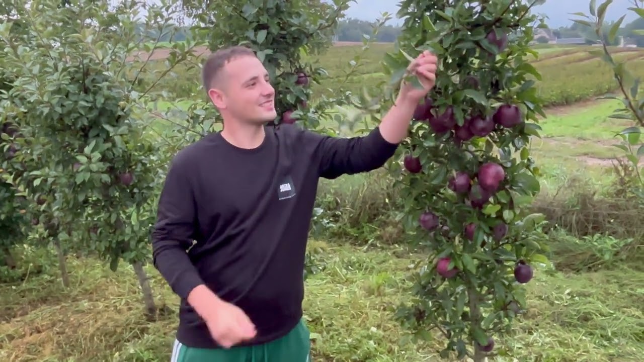 Drzewka owocowe kolumnowe