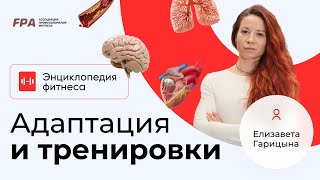 Адаптация и тренировки | Фитнес-энциклопедия FPA