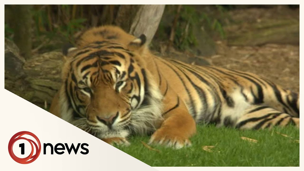 Auckland Zoo celebrates 100-year anniversary