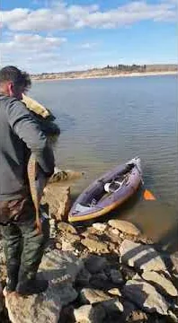 carpa 23 kg  pesca deportiva  ebro