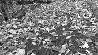 Transmisión en directo de Ph 502