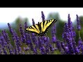 11 hours relaxing music for stress relief nature sounds massage spa