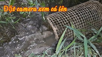 Đặt Lờ chắn ngang đường cá lên ruộng | Bông lúa Miền Tây