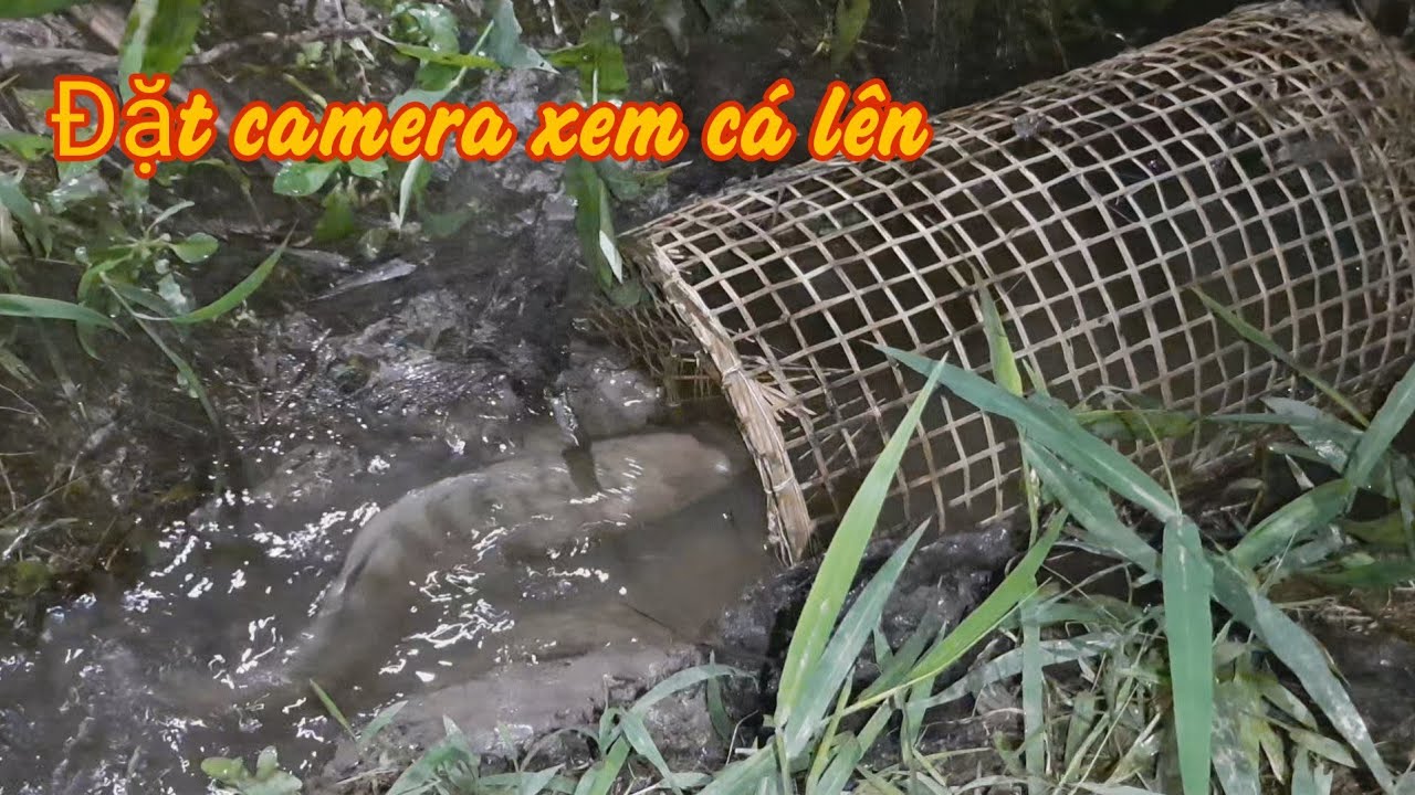 Đặt Lờ chắn ngang đường cá lên ruộng | Bông lúa Miền Tây