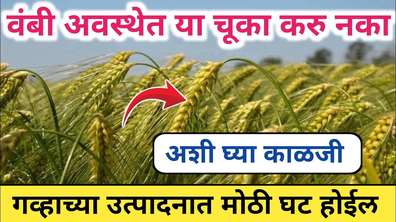 गहू वंबी अवस्थेत या चूका केल्यास उत्पादनात मोठी घट / अशी घ्या काळजी / गहू खत व फवारणी व्यवस्थापन