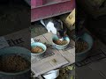 cat pet2 #cat #catpet  #videos #birds #animalclips #bird #nature #animalvideos #flowers #dog