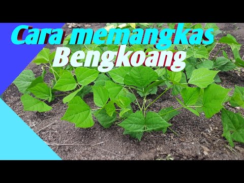 Video: Memangkas Gladiolus Belakang - Bila Dan Cara Memangkas Daun Gladiolus