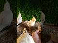 cockatiel singing parrot 🐦😍 #birds #cockatiel #yellowcockatiel48