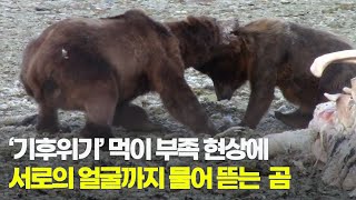 '새끼 딸린 어미'도 거칠게 물어뜯는 멸종위기 '알래스카 곰' 먹이 싸움