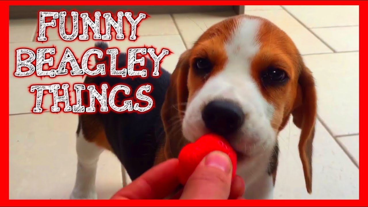 Funny BEAGLE Compilation! Why You Should Get A Beagle Dog. Episode #5