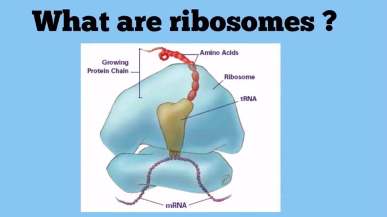 what are ribosomes