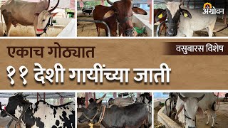 Indigenious Cow: भारतीय वंशाच्या सर्वात जास्त दूध देणाऱ्या गायी। दूध उत्पादन |Agrowon | #sahiwal