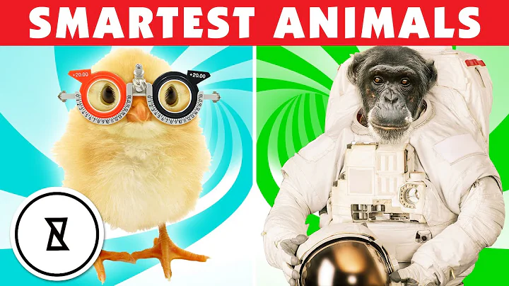 Chickens Are Smarter Than You Think! Top 10 Smartest Animals