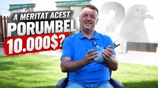 Cât valorează cu adevărat un porumbel? Adevărul despre prețurile colosale
