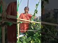 तोरी की सब्जी 🌱