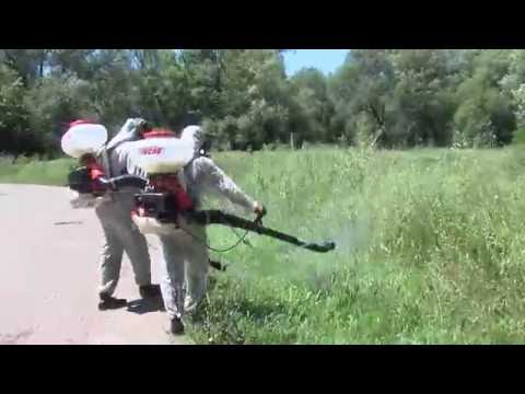 Акция «Стоп амброзия!» в Пятигорске