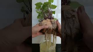Turning a sweet potato into wall art ! #gardening #sweetpotato #gardeningtips #shorts
