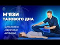 Мышцы тазового дна. Анатомия, болезни, упражнения.